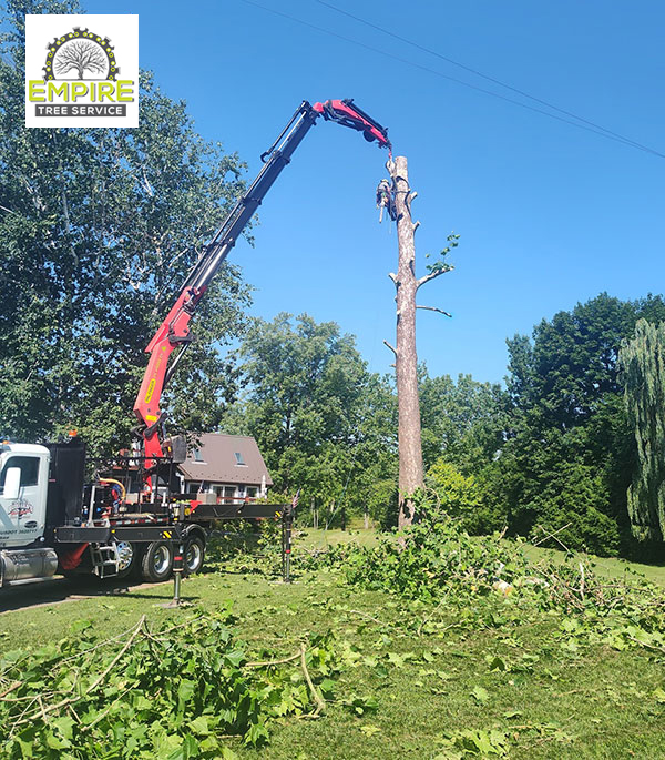 Crane Work Tree Removal