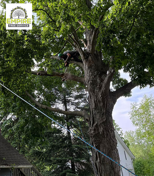 Large Tree Removal